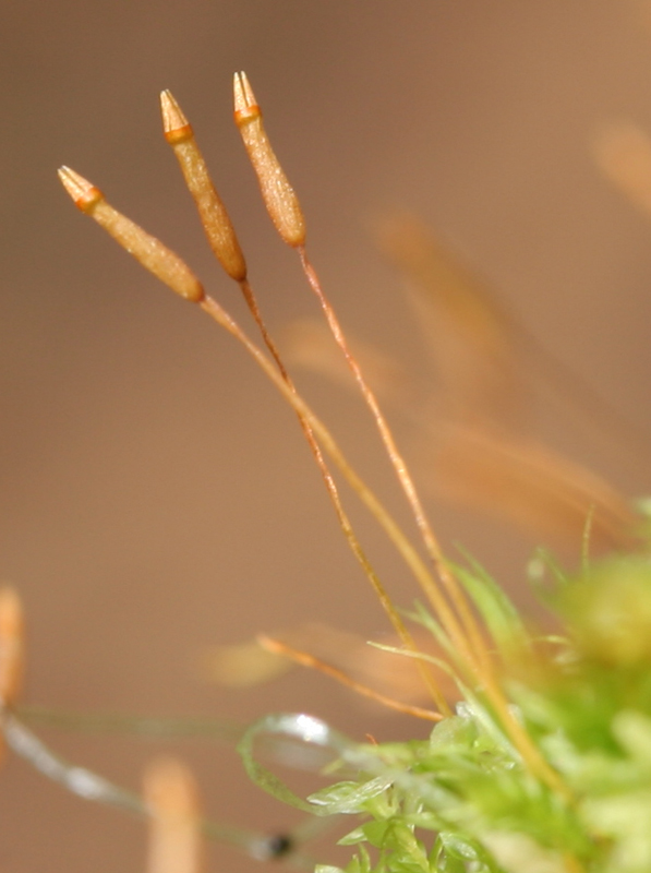 Tetraphis pellucida